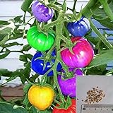foto BigFamily 100Pcs Semi di pomodoro arcobaleno Semi di verdure bonsai colorati Home Garden Decor, miglior prezzo EUR 3,98, bestseller 2024