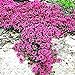 Ncient 100 Semi Sementi di Rose Rampicanti Parthenocissus Rock Cress Piante Decorazione Semi Fiori Rari Profumati per Orto Giardino Balcone Interni ed Esterni nuovo 2024