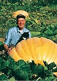 foto TROPICA - Zucca Gigante atlantico (Cucurbita maxima) - 7 Semi- Zucca, miglior prezzo EUR 4,90, bestseller 2024