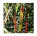 5 Cyrtostachys renda rosso gambo giardino di palme Palma di cera semi #408 nuovo 2024