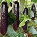 Pinkdose bonsai 100 pezzi rari viola cetriolo giapponese nero semi di cetriolo lunghi per la casa giardino semi verdure sane piante non-OGM nuovo 2024