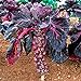 Pinkdose Viola semi di ortaggi semi di cavolo di Bruxelles germogli di cavolo mini mille teste per la casa pianta da giardino - 200pcs / lot nuovo 2024