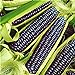 Pinkdose Rare Heirloom dolce arcobaleno di mais ibridi piante Buona Confezione 20 pc/pacchetto verdura colorata grano Cereali Semillas Piante Plantas: Viola nuovo 2024
