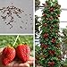 Ncient 20/50/100 Semi Sementi di Fragola Strawberry Trepa Semi Frutti Frutta Rari Profumati per Orto Giardino Balcone Interni ed Esterni nuovo 2024