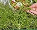 Microgreens - Cipolla invernale - foglie giovani dal gusto eccezionale - semi nuovo 2024