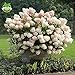 50 semi di vaniglia Fragola ortensia fiori per piantare in vaso o terreno facile da coltivare semi di fiori come bonsai o albero nuovo 2024