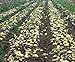 Bloom Green Co. 100pcs Giant & amp; I semi di patate viola anti-rughe Nutrizione verde vegetale per il giardino domestico di semina di piante di patate giardino rare: 11 nuovo 2024