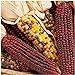 KINGDUO Egrow 10Pcs/Pack Mix Colore Mais Semi Frutta Semi Vegetali Giardino Decorazione Bonsai Pianta nuovo 2024