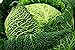Savoy semi di cavolo - Brassica oleracea var. Sabauda nuovo 2024