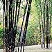 Bluelover Piante da Giardino 100Pcs Bambù Nero Semi Cortile Phyllostachys Nigra nuovo 2024