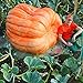 Gfone 20pcs / bag semi di zucca semi di zucca gigante di Halloween giardino domestico nuovo 2024