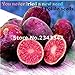 Shopmeeko 100 pz di Alta qualitÃ  Piante di Patate Rare No OGM Viola Rosso Patate Frutta e Verdura Piante per la casa Jardin Piante fioriere: Rosso nuovo 2024