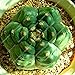 Pinkdose 100pcs Rare Piante Bonsai Mix Lithops 24 Tipi di Cactus Piante Bonsai Garden Organic Succulente Bonsai Balcone Fiore Che piantano nuovo 2024