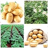 foto Shoopy Star 200 pz semi di patate bonsai decorazione DELICIOUS semi di ortaggi verdi OMG fai da te pla, miglior prezzo , bestseller 2024