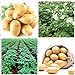Shoopy Star 200 pz semi di patate bonsai decorazione DELICIOUS semi di ortaggi verdi OMG fai da te pla nuovo 2024