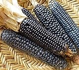 foto Go Garden 10 - Semi: Rio Grande Blu Corn Seeds - varietÃ  di mais blu dal Rio Grande Pueblos, miglior prezzo , bestseller 2024