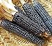 Go Garden 10 - Semi: Rio Grande Blu Corn Seeds - varietÃ  di mais blu dal Rio Grande Pueblos nuovo 2024