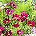 Pinkdose Bonsai Primavera Semina Cosmo sanghua compresse per Inviare Fiori fertilizzanti Mare Giardino Paesaggio Fiori Verdi 100pcs (bo Si ju): 1 nuovo 2024