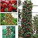 gigante rosso scalare fragola Semi di frutta per casa e giardino fai da te rari semi per bonsai - 10pcs / lot nuovo 2024