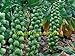 200 semi di cavolo Pak Choi NON OGM Brassica pekinensis Piante semi di verdure per giardino di casa nuovo 2024