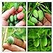 100 PCS rari semi Thumb semi di anguria Bonsai Piante mini anguria Semi per la casa e il giardino non OGM semi commestibili di frutta nuovo 2024