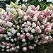 30 rari semi di ortensia bella fragola ortensie semi di fiori facile crescono piante bonsai per giardino di casa libera il trasporto nuovo 2024