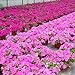 100pcs Semi/sacchetto Petunia fiori appesi in vaso bonsai giardino domestiche Seminare nuovo 2024