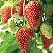 Farmerly Semi di fragola (Fragaria Ananassa) Bright Red Fruit ha un grande sapore 100 semi nuovo 2024