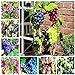 Shoopy Star Multi-Colored: 50 pezzi/bag Miniature Grape Vine Organic seeds arcobaleno semi d'uva Pianta succulenta nuovo 2024