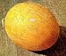 Honeydew semi di melone Rannya A »precoce russo Heirloom agricoltura biologica NON-OGM nuovo 2024