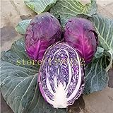 foto Pinkdose 200 semi di pezzi di cavolo verza frutta biologica viola e verdura per la casa giardino NO-OGM, miglior prezzo , bestseller 2024