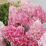 foto 20pcs / semi Beauty Bag Fragola Ortensia fiori per il giardino domestico Seminare, miglior prezzo EUR 1,33, bestseller 2024
