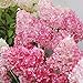 20pcs / semi Beauty Bag Fragola Ortensia fiori per il giardino domestico Seminare nuovo 2024