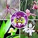 Ncient 100 Semi Sementi di Orchidea Faccia di Bebè Orchid Perennial Flower Semi di Fiori Rari Piante Profumati per Orto Giardino Balcone Interni ed Esterni Decorazione della Finestra nuovo 2024