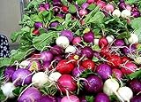 foto Shoopy Star 100 ravanello semi arcobaleno di verdure per la casa giardino NO-OGM, miglior prezzo , bestseller 2024