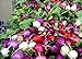 Shoopy Star 100 ravanello semi arcobaleno di verdure per la casa giardino NO-OGM nuovo 2024