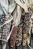 foto Corn ornamentale, semi di mix di mais ornamentali - Zea mays, miglior prezzo EUR 2,49, bestseller 2024