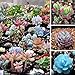 Qbisolo Misto 100 Semi Succulente Piante Lithops Pseudotruncatella Semi Cactus e Piante Grasse per Bonsai, Balcone, Casa, Giardino Ornamento nuovo 2024