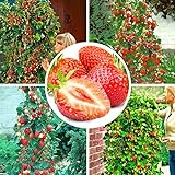 foto 100pcs semi di fragola rampicante fragola semi di piante da frutto giardino domestico, miglior prezzo EUR 1,59, bestseller 2024