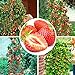 100pcs semi di fragola rampicante fragola semi di piante da frutto giardino domestico nuovo 2024