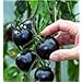 Black tomatoes. kumato tomato - 25 Seeds - Slicing tomato - SPANISH Heirloom new 2024