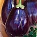 Eggplant Black Beauty Great Heirloom Vegetable 1,300 Seeds new 2024
