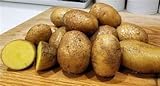 Photo Simply Seed - 15 Piece Potato Seed - Naturally Grown - German Butterballs - Non GMO - Spring Planting, best price $11.99, bestseller 2024
