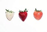Photo 300Seeds Strawberry / Strawberry Seeds June Bearing, best price $9.99 ($0.03 / Count), bestseller 2024