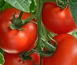 Foto Tomaten Samen Tomaten Saat Saatgut Tomaten Tomatensamen Tomatensamen (IDEAL), bester Preis 3,00 €, Bestseller 2024