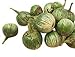 Thai-Aubergine -Solanum virginianum- 100 Samen neu 2024