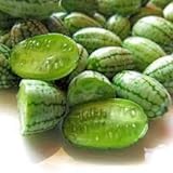 Foto zumari 100 Semillas de Fruta de Melón Cucamelon Verde., mejor precio 14,99 €, éxito de ventas 2024