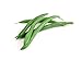 Slenderette Green Bean (Bush Bean) Seeds, 50+ Heirloom Seeds Per Packet, (Isla's Garden Seeds), Non GMO Seeds, Scientific Name: Phaseolus vulgaris new 2024