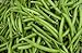 Verde semilla de frijol: Furano haba verde semillas frescas Semilla !!!! (100 + semillas) nuevo 2024