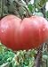 Tomaten Samen Tomaten Saat Saatgut Tomaten Tomatensamen Tomatensamen (PINK MAGIC) neu 2024